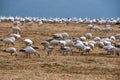 Flock of migrating snow geese Royalty Free Stock Photo