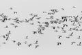 Flock of Migrating Snow Geese Royalty Free Stock Photo