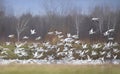 Large flock of migrating snow geese heading north in autumn in Canada Royalty Free Stock Photo