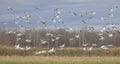 Small flock of migrating snow geese heading north in autumn in Canada Royalty Free Stock Photo