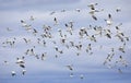 Small flock of migrating snow geese heading north in autumn in Canada Royalty Free Stock Photo