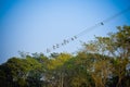 Flock of migrating Sparrow Birds sitting on a wire against the blue sky. Beautiful countryside rural summer landscape of a rural Royalty Free Stock Photo