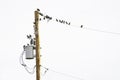 Flock of migrating Starlings perched on a power line in Rocky View County Alberta Canada Royalty Free Stock Photo