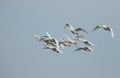 A flock of migrating Whooper Swan, Cygnus cygnus, flying in the blue sky at dusk in the UK.