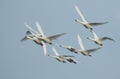 A flock of migrating Whooper Swan, Cygnus cygnus, flying in the blue sky in the UK.