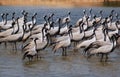 Flock of migratory birds. Royalty Free Stock Photo