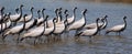 Flock of migratory birds. Royalty Free Stock Photo