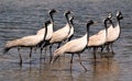 Flock of migratory birds. Royalty Free Stock Photo