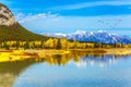 Flock of migratory birds Royalty Free Stock Photo