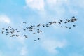 Flock of migratory birds cormorants in the sky. Fly away to warm countries. Birds in wildlife Royalty Free Stock Photo
