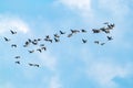 Flock of migratory birds cormorants in the sky. Fly away to warm countries. Wildlife Royalty Free Stock Photo