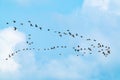 Flock of migratory birds cormorants in the sky. Fly away to warm countries theme Royalty Free Stock Photo