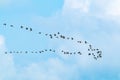 Flock of migratory birds cormorants in the sky. Fly away to warm countries Royalty Free Stock Photo