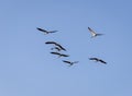 flock of migratory birds flying in formation across clear blue sky Royalty Free Stock Photo