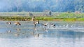 Flock of migratory birds flying over lake. The freshwater and coastal bird species spotted in Western Ghats region of Nelapattu Royalty Free Stock Photo