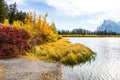 Flock of migratory birds Royalty Free Stock Photo