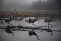 A flock of Migratory birds on the lake