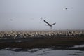 Migratory birds fly at sunset over the lake