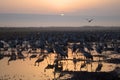 A flock of Migratory birds on the lake