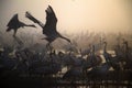 A flock of Migratory birds on the lake