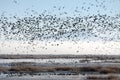 Flock of Migratory Birds over a Marsh Royalty Free Stock Photo