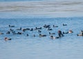 Flock of Migratory Birds Red-crested Pochards Netta rufina and Eurasian coot Fulica atra Royalty Free Stock Photo