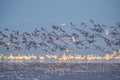 Flock of migratory birds scene