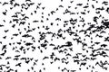 A flock of migratory birds. Royalty Free Stock Photo