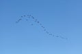 Flock of migratory birds in the sky. Natural background
