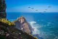 Flock of migratory birds at sunset