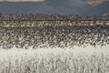 Flock of Dunlin Birds over a Marsh Royalty Free Stock Photo