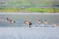 Flock of migratory Red crested pochard flying on lake. Freshwater and coastal bird species spotted in waterbirds Vedanthangal Bird Royalty Free Stock Photo