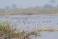 Flock of Migratory Water Fowl in the Lake Royalty Free Stock Photo