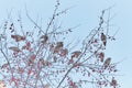 Flock of migratory waxwing birds feeding on fruits on branches of wild apple tree in winter city.