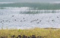 Flock of Migratory Wetland Birds in the Wetland Royalty Free Stock Photo