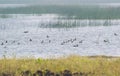 Flock of Migratory Wetland Birds in the Wetland