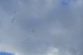 A flock of migratory wild geese flies to warmer climes in October against a cloudy sky over Berlin, Germany.