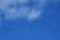 A flock of migratory wild geese flies to warmer climes in October against a cloudy sky over Berlin, Germany.