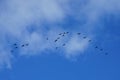 A flock of migratory wild geese flies to warmer climes in October against a cloudy sky over Berlin, Germany.