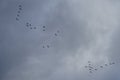 A flock of migratory wild geese flies to warmer climes in October against a cloudy sky over Berlin, Germany.