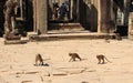 A flock of monkeys with cubs running on the stone floor