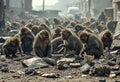a flock of monkeys rummaging in a junkyard Royalty Free Stock Photo