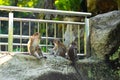 A flock of monkeys sits on a grid stretched over a park of birds