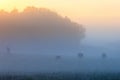 Flock of moose at dawn fog on the meadow Royalty Free Stock Photo