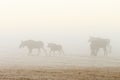 Flock of moose walking on a field in the dawn mist Royalty Free Stock Photo