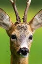 Flock of mosquitoes stinging roe deer buck in nature in summer.