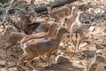 A flock of mouflons Royalty Free Stock Photo