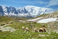 The flock on mountain pasture Royalty Free Stock Photo