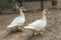 Flock of musky duck Royalty Free Stock Photo