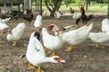 Flock of musky duck Royalty Free Stock Photo